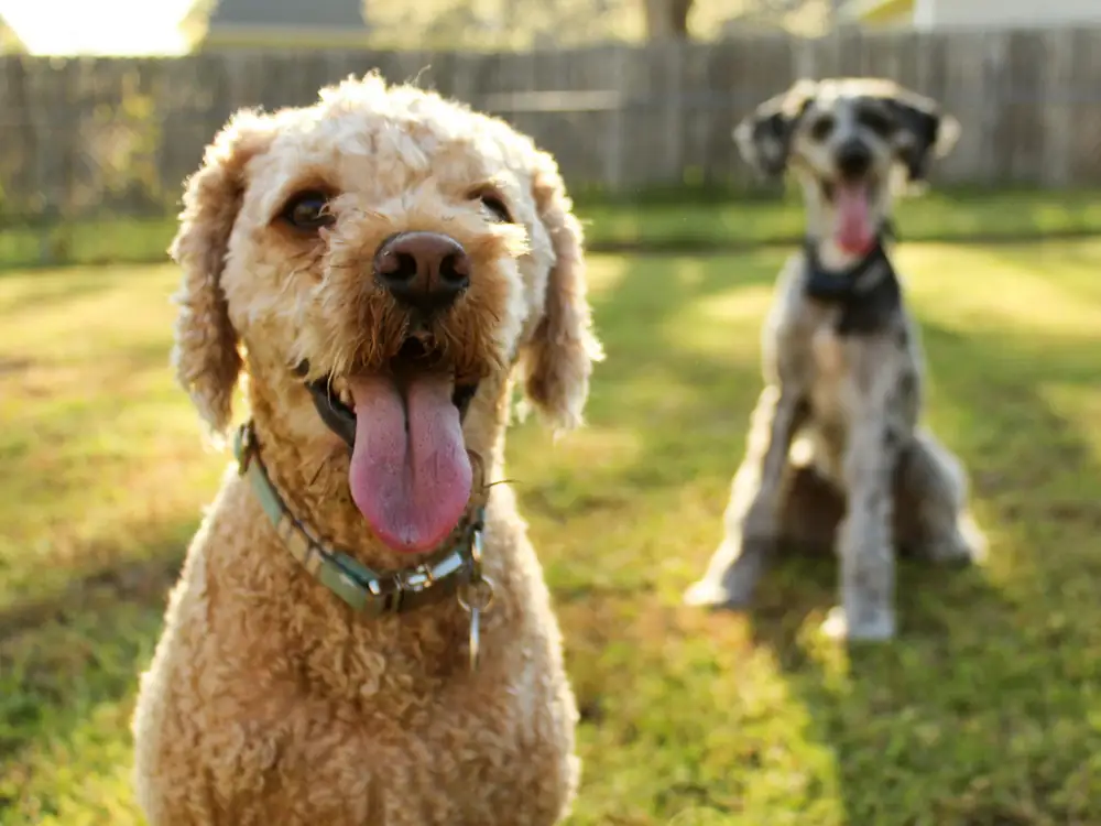 Un perro de pelo rizado color canela con la lengua afuera, delante de un perro gris moteado sentado en un pasto soleado junto a una cerca de madera