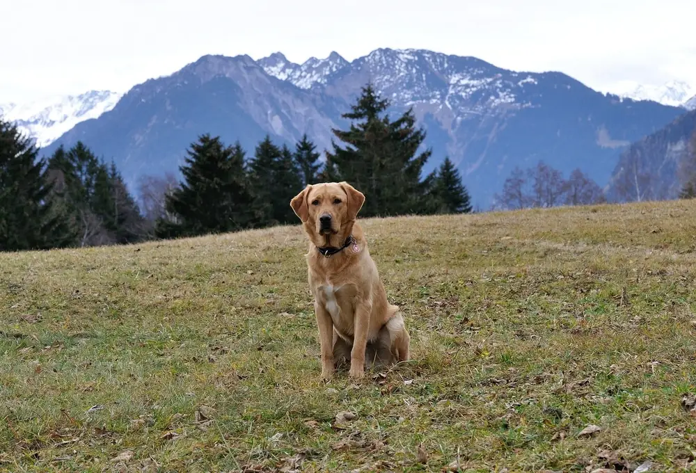 Un labrador amarillo sentado en una loma de pasto frente a pinos altos y montañas nevadas