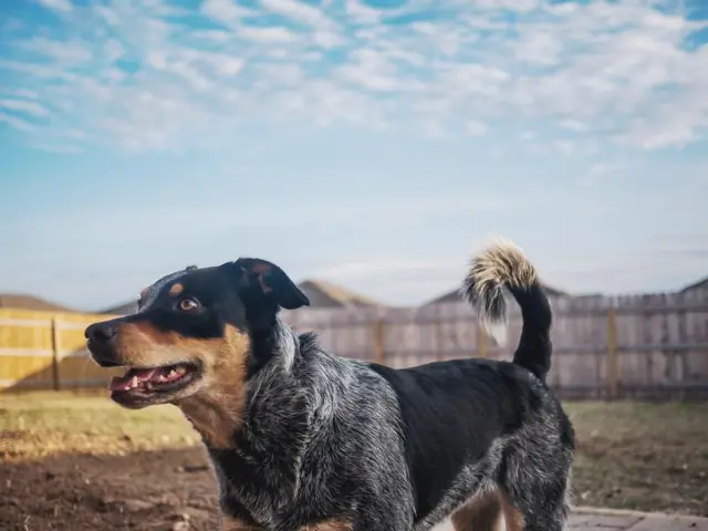 Un perro parado en un patio frente a una cerca de madera