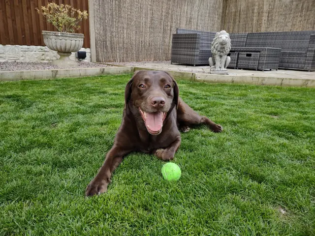 Un labrador color chocolate acostado en un patio limpio con una pelota de tenis